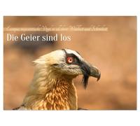 Die Geier sind los (Wandkalender 2026 DIN A4 quer), CALVENDO Monatskalender: Europas Geier in den wilden Pyrenäen