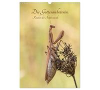 Die Gottesanbeterin. Räuber der Insektenwelt. (Wandkalender 2026 DIN A3 hoch), CALVENDO Monatskalender: Die Gottesanbeterin - ein fantastischer Räuber