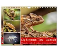 Die kleinsten Tiere - Weltweit (Wandkalender 2027 DIN A4 quer), CALVENDO Monatskalender: Die Welt der Tiere steckt voller Überraschungen - besonders, wenn man ganz genau hinschaut.