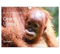Die letzten freilebenden Orang Utans (Wandkalender 2026 DIN A4 quer), CALVENDO Monatskalender: Orang Utans in freier Wildbahn