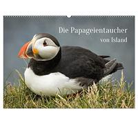 Die Papageientaucher von Island (Wandkalender 2026 DIN A2 quer), CALVENDO Monatskalender: Lassen Sie sich von den Puffins an Latrabjargs Klippen durch das Jahr begleiten.