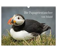 Die Papageientaucher von Island (Wandkalender 2026 DIN A3 quer), CALVENDO Monatskalender: Lassen Sie sich von den Puffins an Latrabjargs Klippen durch das Jahr begleiten.