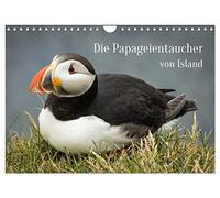 Die Papageientaucher von Island (Wandkalender 2026 DIN A4 quer), CALVENDO Monatskalender: Lassen Sie sich von den Puffins an Latrabjargs Klippen durch das Jahr begleiten.
