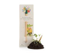 Die Stadtgärtner Crayon HB avec capsule de graines et graines de fleurs sauvages | Crayon HB pour écrire et planter | Continuer à croître après utilisation | Idée cadeau créative pour les enfants