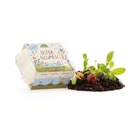 Die Stadtgärtner Lot de 6 boules de fleurs de Pâques colorées dans un mini carton à œufs, bombes à graines roulées à la main, colorées, 100 % écologiques et durables au moins 2 ans, cadeau de Pâques