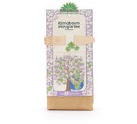 Die Stadtgärtner Mini-Jardin - Paulownia - 1 pcs