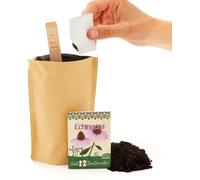 Die Stadtgärtner Minigarten Echinacea | Kit de plantation complet pour l'échinacée | La beauté pourpre pour le jardin et le balcon