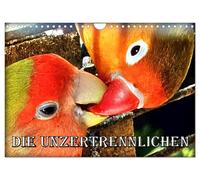 Die Unzertrennlichen (Wandkalender 2026 DIN A4 quer), CALVENDO Monatskalender: Afrikanische Papageien aus der Gattung der Unzertrennlichen