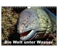 Die Welt unter Wasser (Wandkalender 2026 DIN A4 quer), CALVENDO Monatskalender: Unterwasseraufnahmen von Meerestieren im Mittelmeer, Roten Meer und Indischen Ozean.