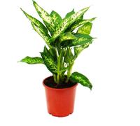 Dieffenbachia "compacta" - pot de 17cm
