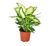 Dieffenbachia - plantes d'intérieur - plante en pot pour débutants 17cm pot