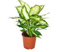 Dieffenbachia - plantes d'intérieur - plante en pot pour débutants 17cm pot