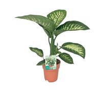Dieffenbachia Seguine Tropic Snow - 60-70cm - Ø19cm - Plante d'intérieur - Vert persistant