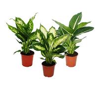 dieffenbachie - Set de 3 avec 3 Versch. Types - Plante en Pot d'intérieur Plantes - pour Les débutants