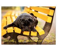 Diesel, der schwarze Mops (Wandkalender 2026 DIN A3 quer), CALVENDO Monatskalender: Diesel ein kleiner, frecher aber liebenswerter schwarzer Mops.