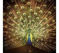 Difranco, Ani - Which Side are You on [Import]