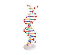 dijiusidy Kit pédagogique sur les gènes humains : Modèles à double structure pour un apprentissage efficace en milieu scolaire et vulgarisation des sciences biologiques