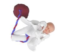 DIKACA 1 Ensemble Pelvis Féminin pour Simulations Accouchement Outil Éducatif pour Étudiants Médecine Femmes Comprend Fœtus Cordon Ombilical Placenta pour Éducation Prénatale Formation