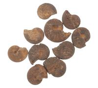 DIKACA 10 pièces Modèles Ammonite pour Garçon Fille Décor Fossile Naturel Éducatif Collection Scientifique