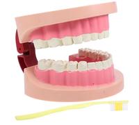 DIKACA Modèle Dents Standard Garçon Fille pour Enseignement Oral Visuel Éducatif Portable Sûr pour Classe et Maison