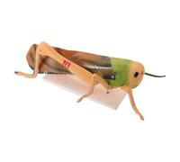 DIKACA Modèle en Laboratoire Pratiques en pour de de Démonstrations Pédagogique Sauterelle Pvc Parties Détachables et Enseignement en Écoles