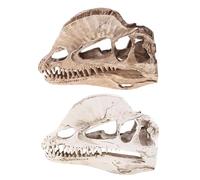 Dilophosaure Crâne de dinosaure en résine pour l'enseignement du squelette modèle d'enseignement des modèles dans l'éducation des surdoués