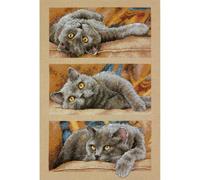 Dimensions Kit Point De Croix Compté, Max Le Chat