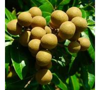 Dimocarpus longan 7 l 60-80 cm