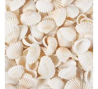DINGFENG Coquillage Decoration, 280g Coquillages Blancs Océan Coquillages, Perles en Coquillage Naturels Pour La Décoration de Bricolage, Remplisseurs de Vase Décoration de Paysage D'aquarium