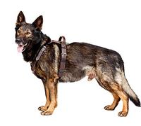 Dingo Gear Company Harnais président pour Chien, Symbole de prospérité et de Puissance, Style Classique Marron, Cuir véritable, raccords chromés, Taille M (S03-17)