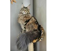 DINGQING DIY 5D Diamond Painting Kit Complet Chat Maine Coon Diamond, Taille unique