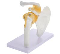 DINHEAROM Modèle D'articulation de L'épaule en Pvc Base Stable et Robuste Squelette Blanc avec Ligaments pour Enseignement Scolaire et Physique