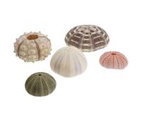 DINHEAROM Porte-Plante en Coquille D'oursin 5pcs pour Aquarium Décoratif, Matériau, Forme Diversifiée, Adapté pour Mini Jardin et Bureau Couleur Aléatoire