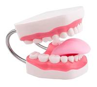 Dinntty Modèle De Démonstration Dentaire, Modèle D'anatomie des Dents Humaines 6 Fois Agrandies, Modèle D'enseignement De Prothèse Dentaire pour l'enseignement L'étude
