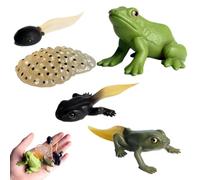 d'insectes - Figurines d'insectes en Plastique PP, kit de Cycle de Vie Jouet, Figurines claires du Cycle de Vie pour, Papillon, Tortue, ouvrière | Science Biologique d