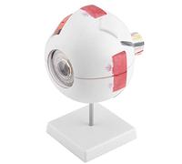 Dioche Modèle d'agrandissement 6x Modèle de Globe Oculaire pour l'enseignement de l'étude d'anatomie avec des Pièces Amovibles et une Structure Détaillée à des Fins éducatives