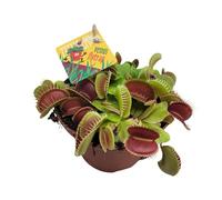Dionaea Muscipula - 12cm - Ø12cm - Plante d'intérieur - Vert persistant