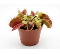 Dionaea Muscipula : un trésor carnivore. Un morceau de nature sauvage chez vous.