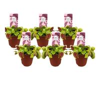 Dionaea venus flytrap - 6