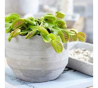 Dionée Attrape-Mouche Venus Plante d'intérieur carnivore Pot 9 cm