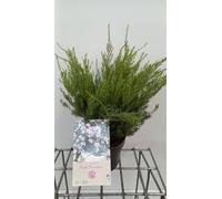 Diosma hirsuta 'Pink Fountain' - Arbre à confettis, Diosma 25-30 cm en pot