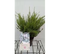 Diosma hirsuta 'Pink Fountain' - Arbuste confetti, Buchu 25- 30 cm conteneur