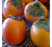 Diospyros kaki var.persimon 9 l -140-160 cm