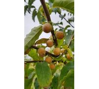 Diospyros lotus (De semis) / Plaqueminier d'Italie/Conteneur de 3 à 4 litres/Baliveau Fruitier