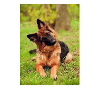 Dipema Peinture Diamant,5d DIY Diamond Painting Complet pour Adultes Enfant,Trendy Artisanal Broderie Diamant Kit Arts pour la décoration à la Maison,chien berger allemand_40cmx50cm