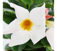 Dipladenia - Jasmin du Chili - pot 9cm - 1 plante - blanc