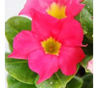 Dipladenia - Jasmin du Chili - pot 9cm - 1 plante - rose