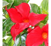 Dipladenia - Jasmin du Chili - pot 9cm - 1 plante - rouge