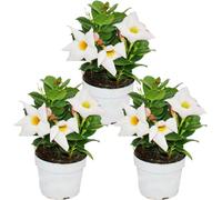 Dipladenia - Jasmin du Chili - pot 9cm - set de 3 plantes - blanc