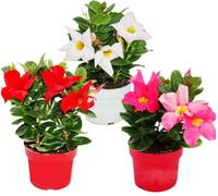 Dipladenia - Jasmin du Chili - pot 9cm - set de 3 plantes - mélange de couleurs